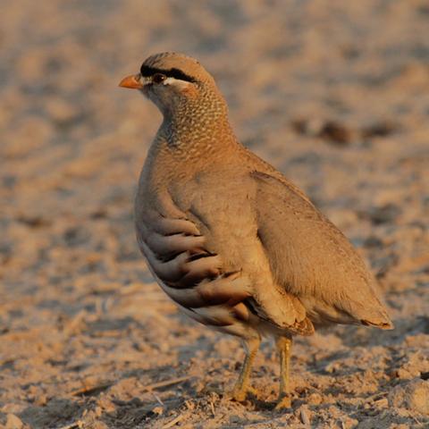 صوت الحجل الرملي أصوات الاحجال الرملية