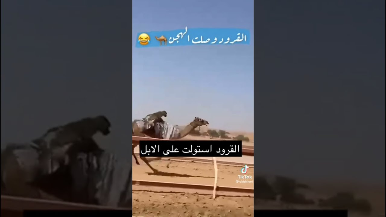 🤣 القرود تشارك بسباق الابل هههههه