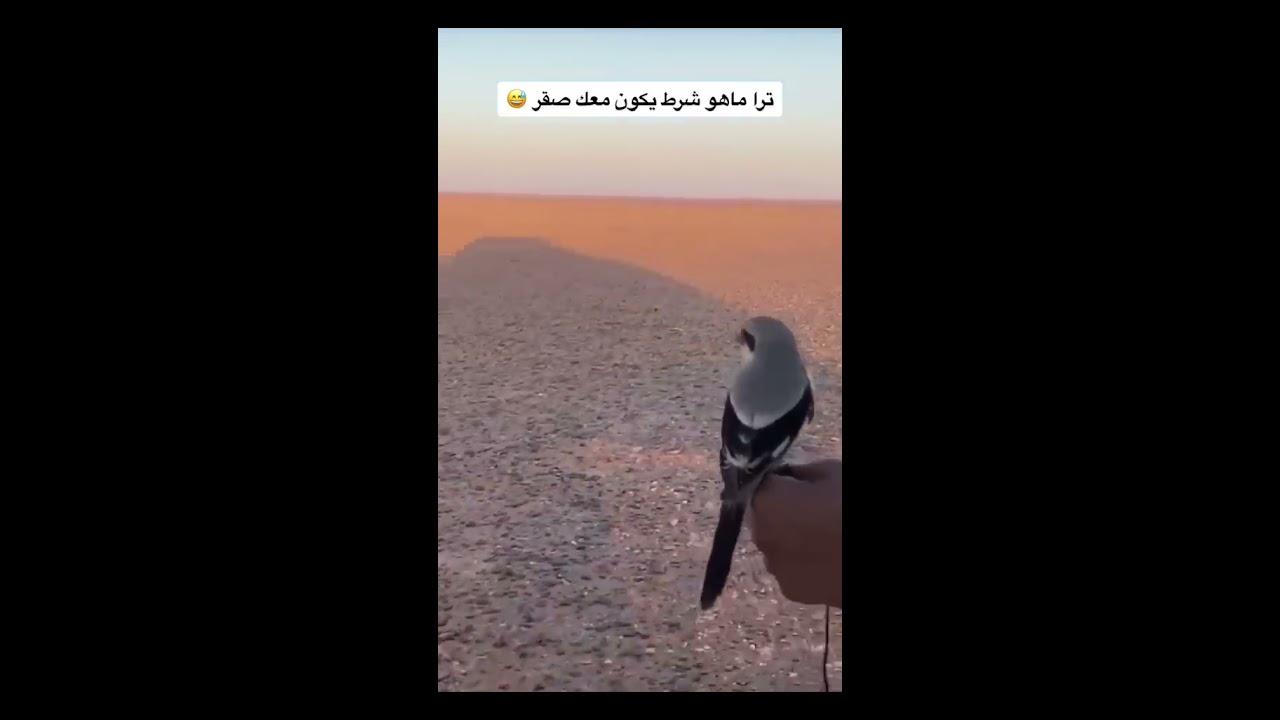 😂 الناس تصيد بصقر وهذا شوفوا كيف يصيد