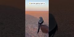 الناس تصيد بصقر — عرض مهارة الصقارة وشلون الطير يصيد ببراعة وما اللي يجعل المشهد يستاهل التوثيق؟ 23350