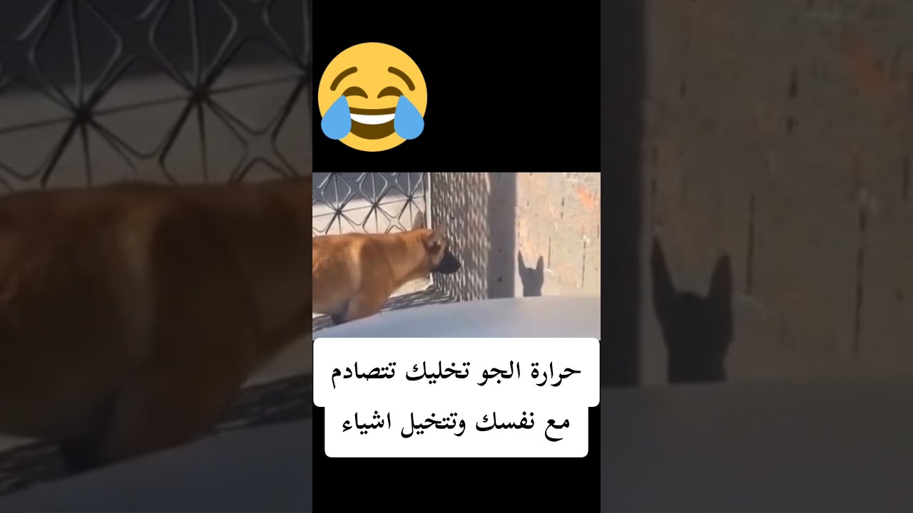 حرارة الجو تخليك تتصادم مع نفسك وتتخيل اشياء ههههههه