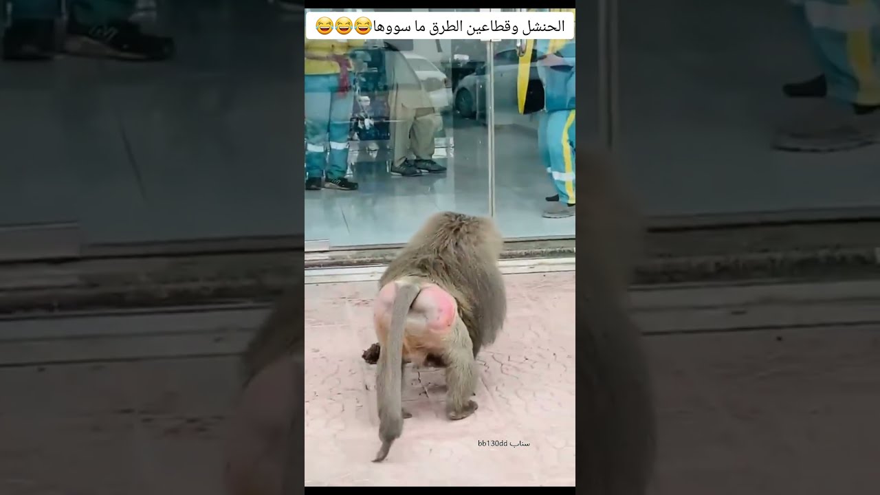 😂 هذه الحركة الحنشل وقطاع الطرق ماسووها