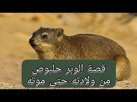 قصة الوبر حلبوص من ولادته حتى موته