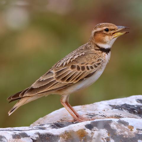 صوت طائر الجرجس اصوات الجرجس