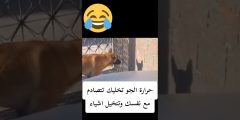 الحرارة تخلي مخك يلعب لعب — لما الجو الساخن يخليك تتخيل أشياء في الميدان! تحليل علمي ونصايح عملية علشان ما تخسر طلقتك