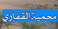 لايفوتك! زيارتي لمحمية القفاري ?? تنوع نباتي وحيواني رهيب في قلب السعودية 0 127