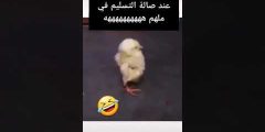 ههههه الشباب أول ما ينزلون عند صالة التسليم — شوف الفوضى والضحك والواقع المرّ!