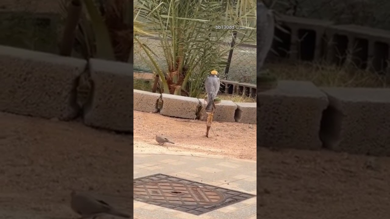 متهورة جريئة تهاجمه بكل جرأة — موقف حقيقي يعلمك متى تتدخل ومتى تبعد! 23432