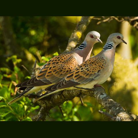 صوت القمري المهاجر اصوات الحمام المهاجر