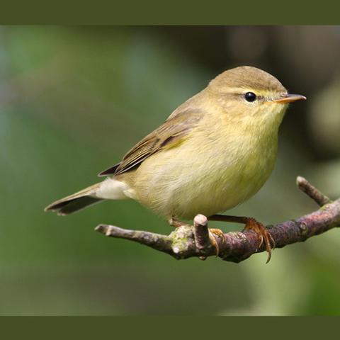 صوت طائر الدخل اصوات عصفور التين