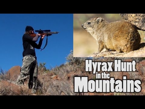 صيد Hyrax في الجبال – التجربة تستحق تسلق الجبال