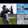 0 31 صيد الطيور المائية - بندقية هوائية و بندقية صيد ابو عمر