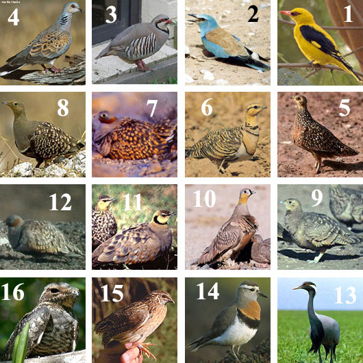 Names01 اسماء الطيور لاغلب المناطق ومسمياتها المختلفة لدى البعض ابو عمر