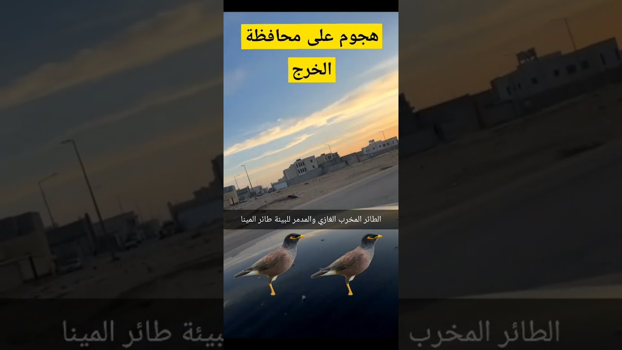 #هجوم على محافظة الخرج من طائر المينا