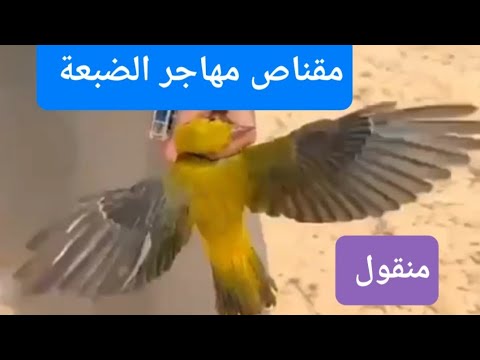 صيد الطيور المهاجرة الضبعة مصر منقول