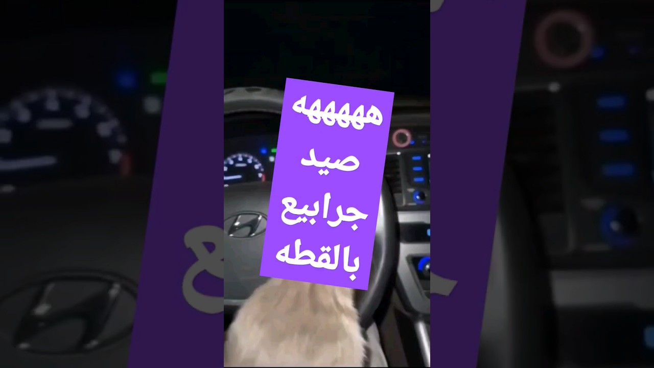Video Thumbnail: صيد جرابيع بقطوه قنص الجرابيع بقطه هههههه