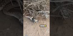 يا لطيف شوفوا إيه اللي عملته أجهزة أصوات الطيور — تكتيك ذكي ولا لعب بالبيئة؟