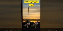 وش اللي صار بالخرج؟ طائر المينا قلبها فوضى وهجوم ما صار له مثيل على المحافظة كلها!