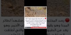 طائر المينا يهجم على الثعلب — مشهد من الطبيعة يعلمنا دروس عنطائر المينا يهجم على الثعلب — مشهد من الطبيعة يعلمنا دروس عن الشراسة وحماية الجنين! الشراسة وحماية الجنين!