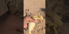 موقف طريف: الضب المسكين على الطريق بعد ضربة غير متوقعة!