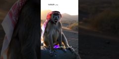 القرد والكلب يتناقشون عن سبب انتشارهم! فيديو ذكاء اصطناعي بطابع ساخر ??