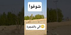 مفاجأة بعد الرماية: ماذا سقط من الشجرة عندما نزل الرامي؟